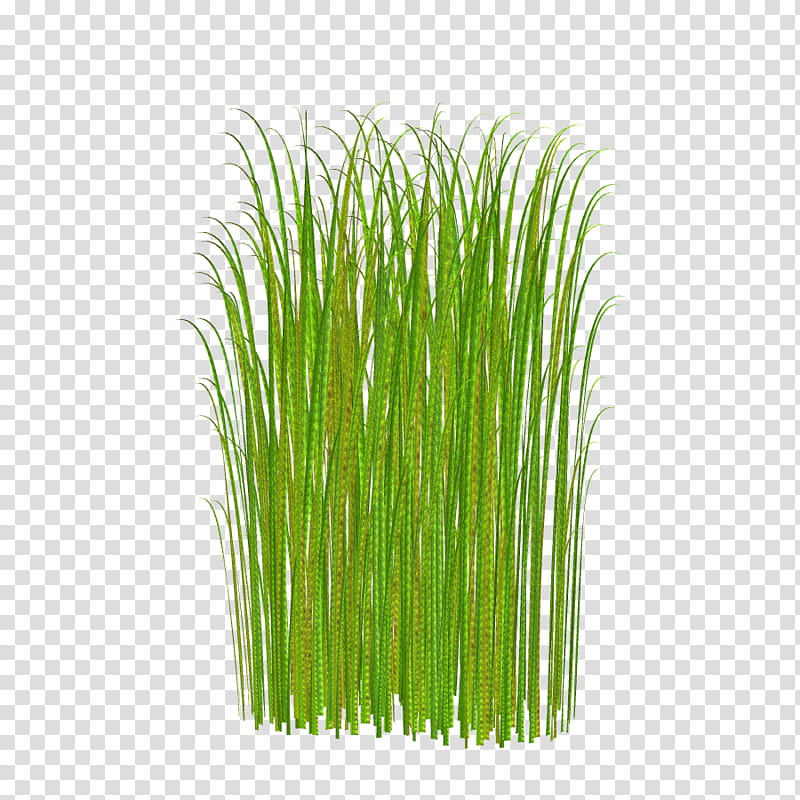Grass , long green grass illustration transparent background PNG clipart