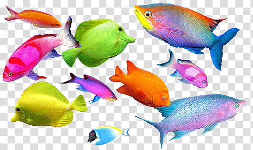 , various fish illustration transparent background PNG clipart