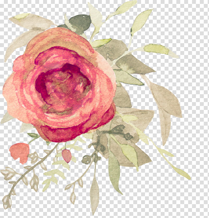 Garden roses, Pink, Flower, Watercolor Paint, Hybrid Tea Rose, Rose Family, Plant, Petal transparent background PNG clipart