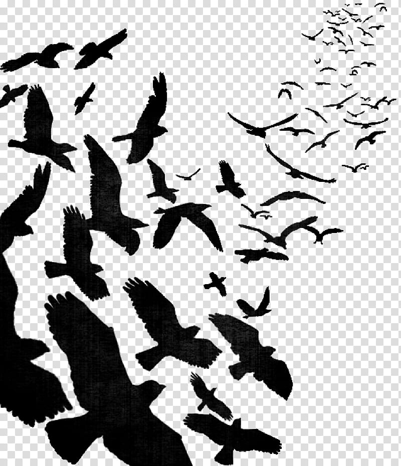 Bird Silhouette, Flight, Flock, Bird Flight, Cygnini, Drawing, Pigeons And Doves, Gulls transparent background PNG clipart