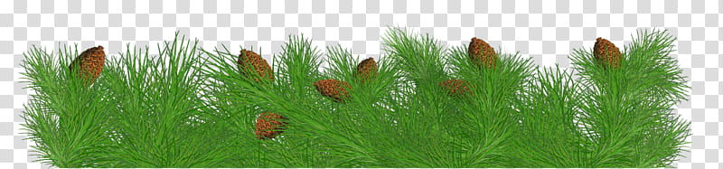 Christmas pine fir, drawing of green leaves transparent background PNG clipart