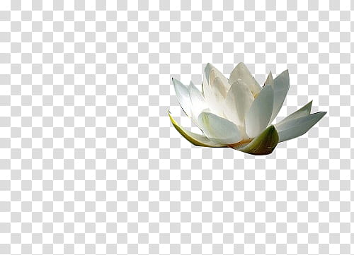 white lotus flower during daytime transparent background PNG clipart