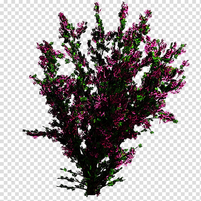 Family Tree, Bougainvillea, Shrub, Plants, Flower, Eastern Redbud, Branch, Lilac transparent background PNG clipart