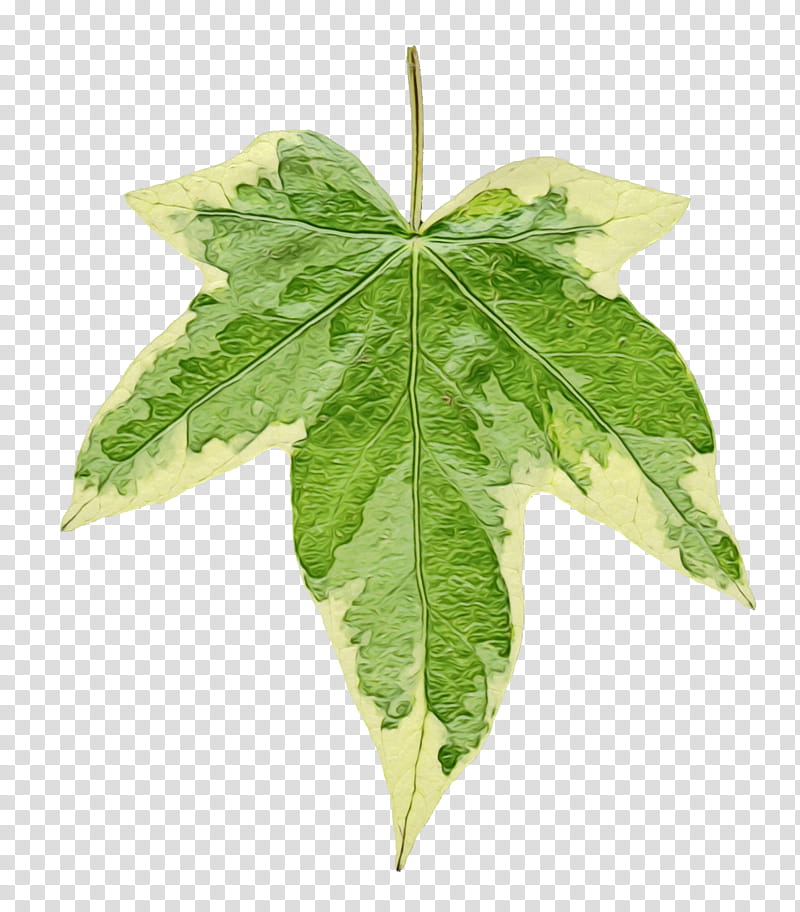 Family Tree, Leaf, Plant Pathology, Plants, Flower, Sweet Gum, Woody Plant, Plane transparent background PNG clipart