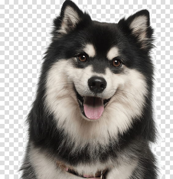 Cartoon Dog, Finnish Lapphund, Swedish Lapphund, Puppy, Norwegian Elkhound, Alaskan Malamute, Pet, Alaskan Husky transparent background PNG clipart