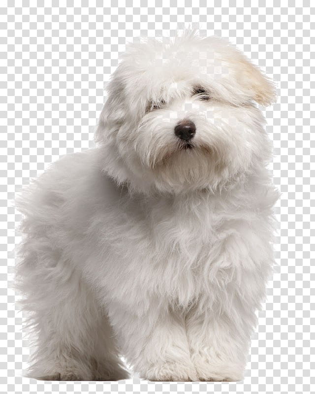 Puppy, Coton De Tulear, Toliara, Maltese Dog, Bolognese Dog, Bichon, Breed, Pet transparent background PNG clipart
