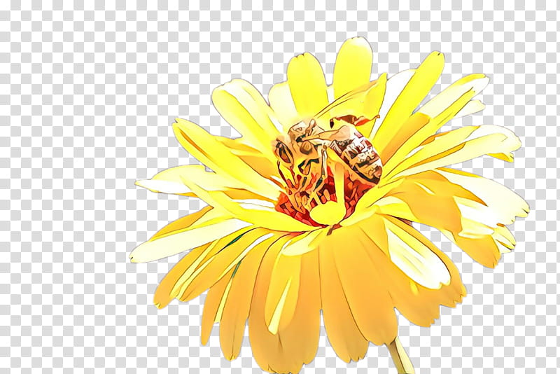 yellow flower petal english marigold plant, Pollen, Calendula, Wildflower, Daisy Family transparent background PNG clipart