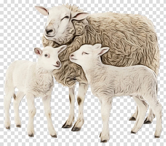 sheep sheep animal figure figurine live, Watercolor, Paint, Wet Ink, Live, Cowgoat Family, Goats, Wildlife transparent background PNG clipart