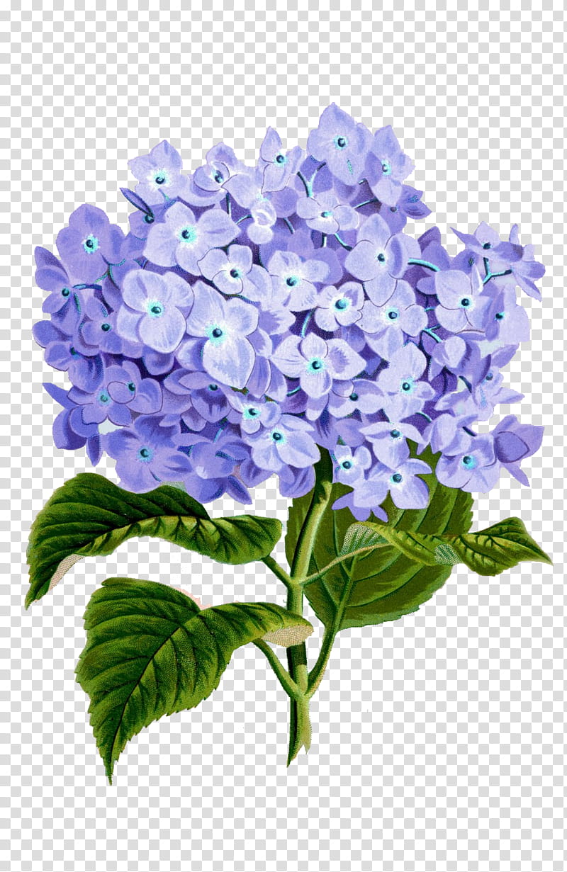 Hydrangeas, purple-petaled flowers transparent background PNG clipart