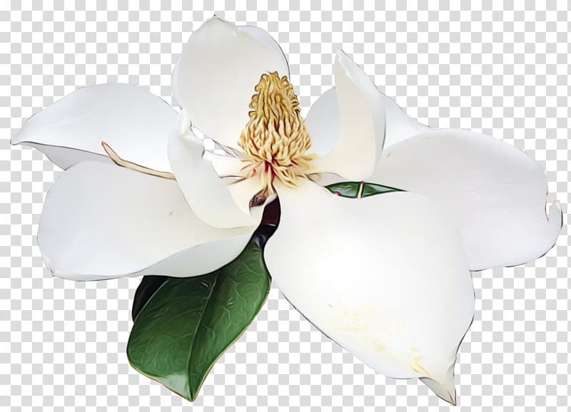flowering plant flower white petal plant, Watercolor, Paint, Wet Ink, Magnolia, Magnolia Family, Southern Magnolia, Mock Orange transparent background PNG clipart