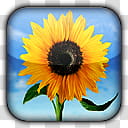 inSET HD, yellow sunflower icon transparent background PNG clipart