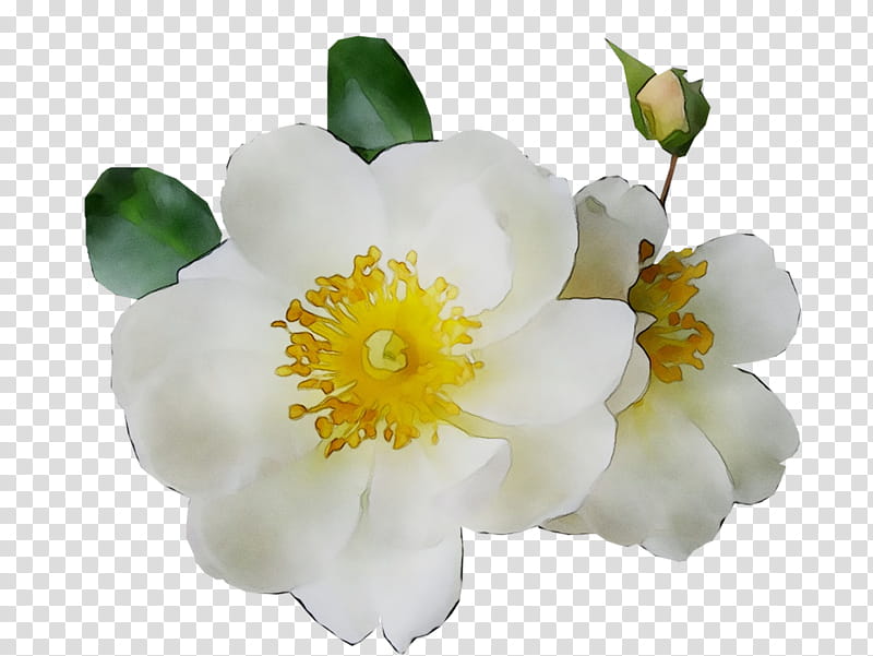 Flowers, Dogrose, Burnet Rose, Floribunda, Cut Flowers, Herbaceous Plant, Plants, White transparent background PNG clipart