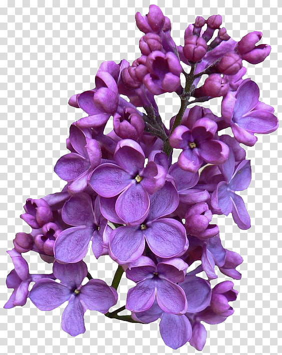 Bouquet Of Flowers Drawing Common Lilac Flower Bouquet Purple Floral Design Watercolor Painting Shrub Vase Transparent Background Png Clipart Hiclipart