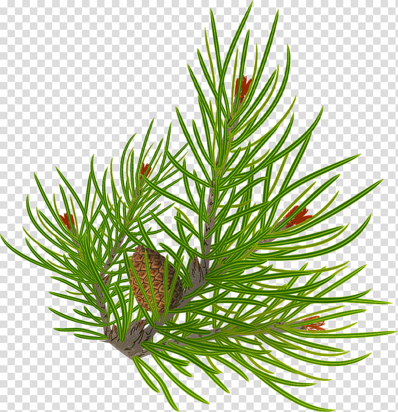 Christmas pine fir, green pinecone plant transparent background PNG clipart