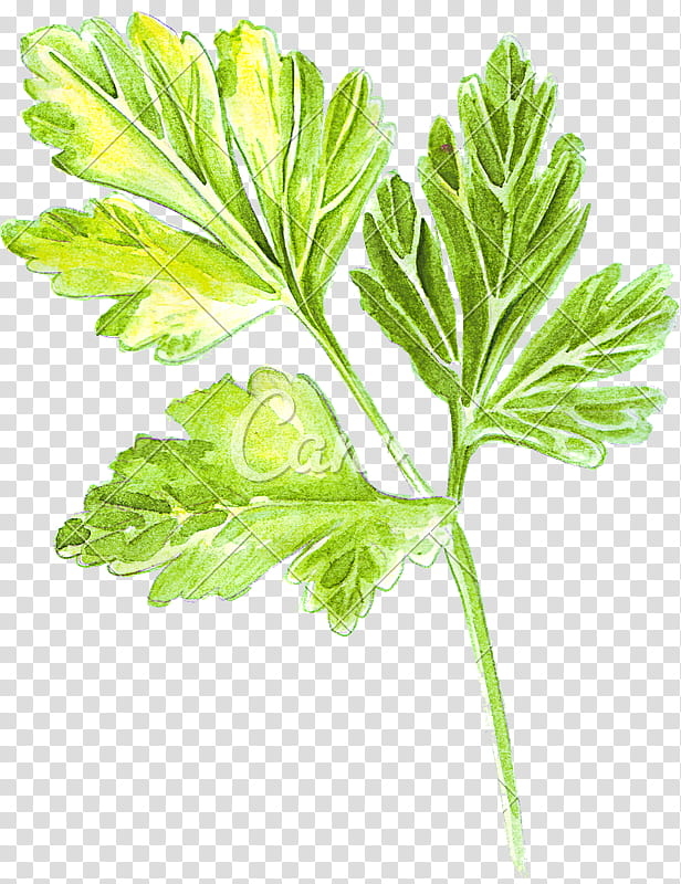 Drawing Of Family, Parsley, Coriander, Watercolor Painting, Coloring Book, Pencil, Plant, Flower transparent background PNG clipart