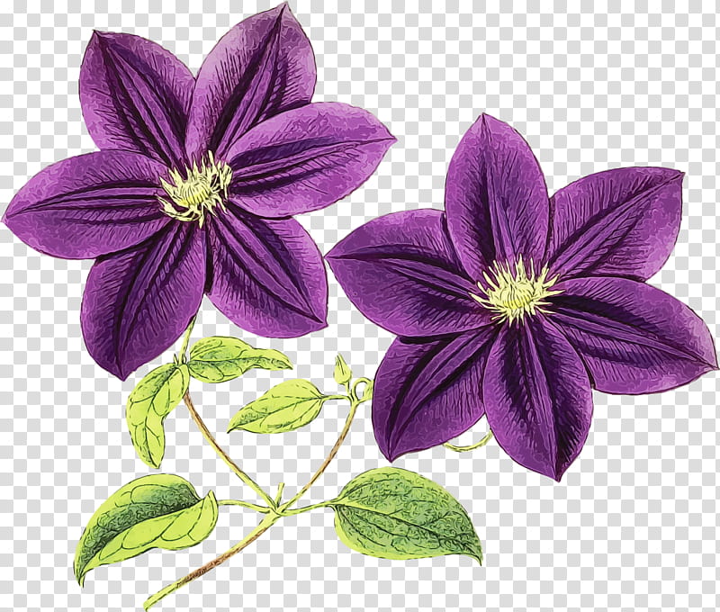 Drawing Of Family, Leather Flower, Choix Des Plus Belles Fleurs, Plant, Purple, Petal, Violet, Clematis transparent background PNG clipart