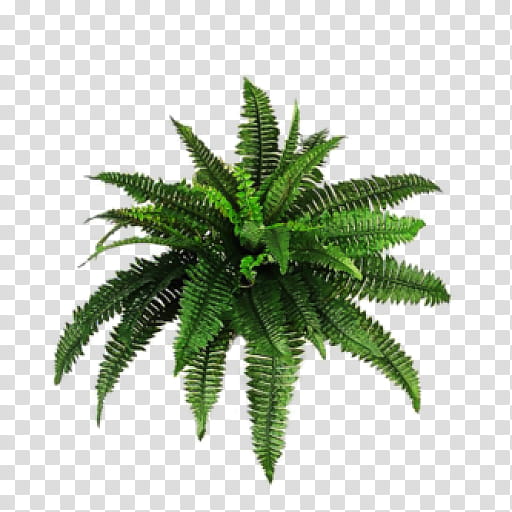 Palm Tree, Vascular Plant, Palm Trees, Fern, Bamboo, Tree Fern, Shrub, Burknar transparent background PNG clipart