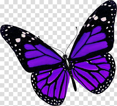 Recursos Purple And Black Butterfly Transparent Background Png Clipart Hiclipart