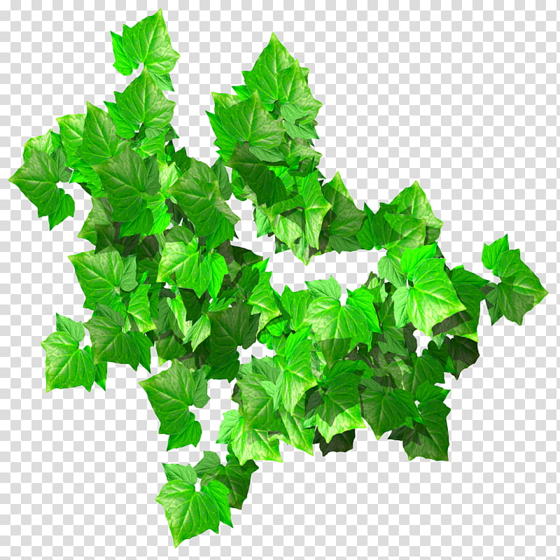 Hedera Canari Okamezuta TIF, green-leafed ivy plant transparent background PNG clipart