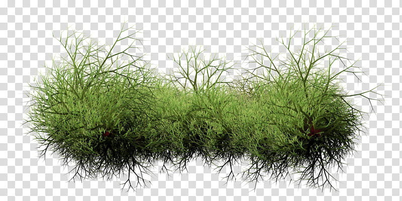 Weeds transparent background PNG clipart