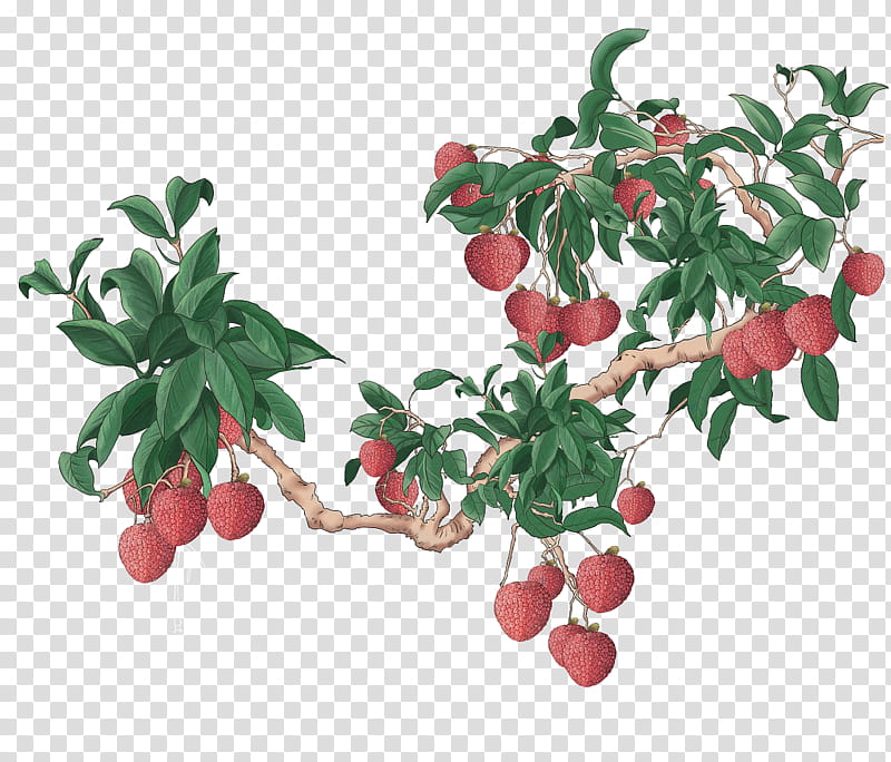 Cherry Tree, Lingonberry, Creative Work, Packaging And Labeling, China, Originality, Lychee, Gege transparent background PNG clipart