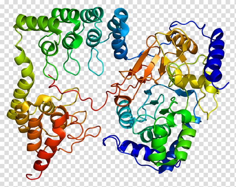Light, Myosinlightchain Phosphatase, Ppp1r12a, Mylk, Protein Phosphatase 1, Rhoassociated Protein Kinase, Enzyme, Myosin Lightchain Kinase transparent background PNG clipart
