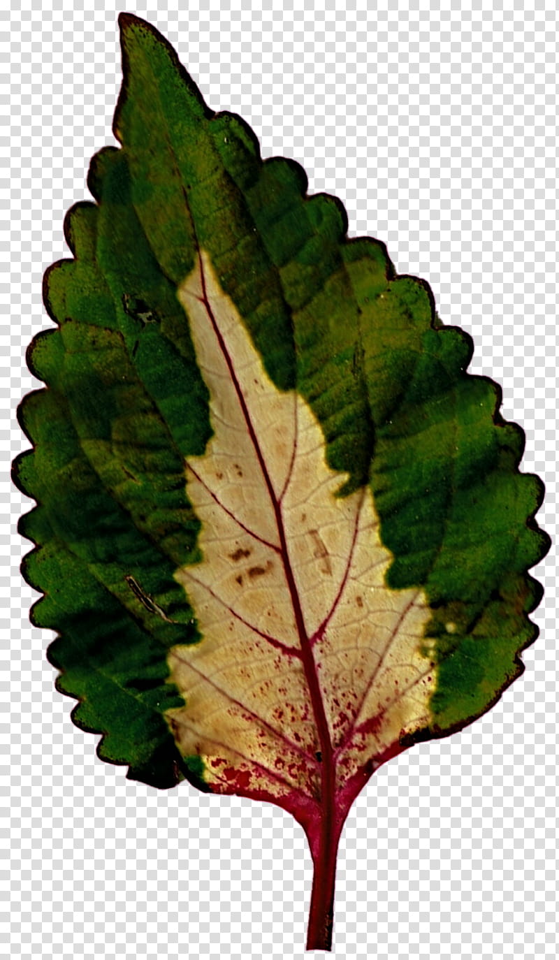 Matilda Leaf transparent background PNG clipart