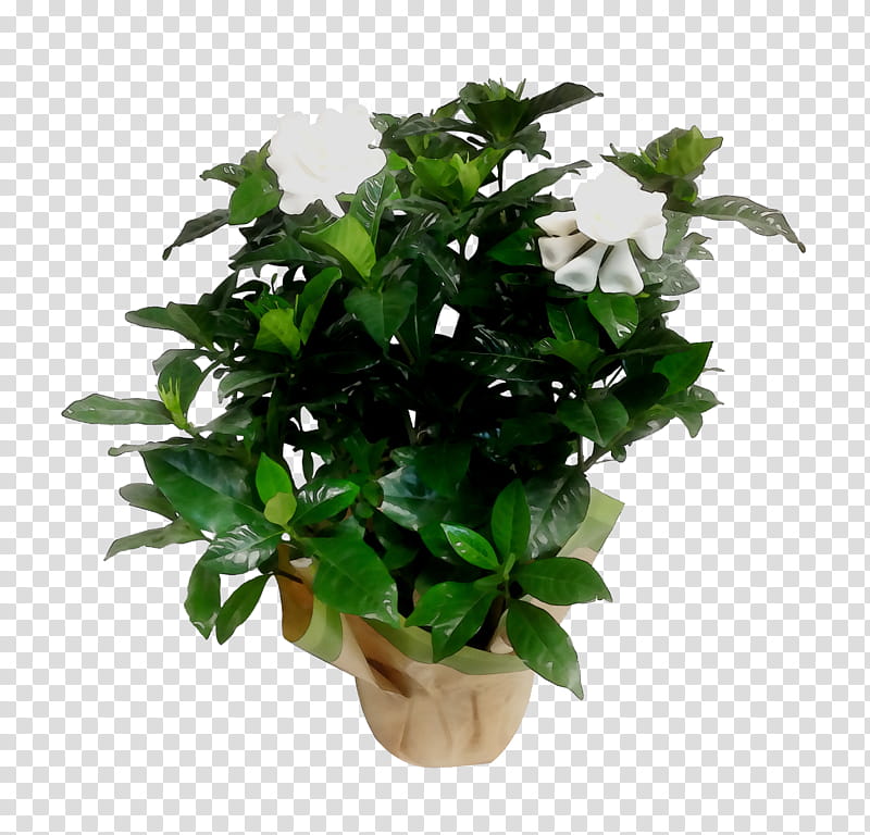 Tropical Flower, Tree, Shrub, Box, Bougainvillea, Houseplant, Weeping Fig, Cut Flowers transparent background PNG clipart
