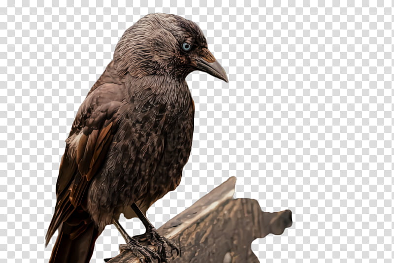 bird raven crow beak crow-like bird, Crowlike Bird, New Caledonian Crow, Sculpture, Perching Bird, Fish Crow transparent background PNG clipart