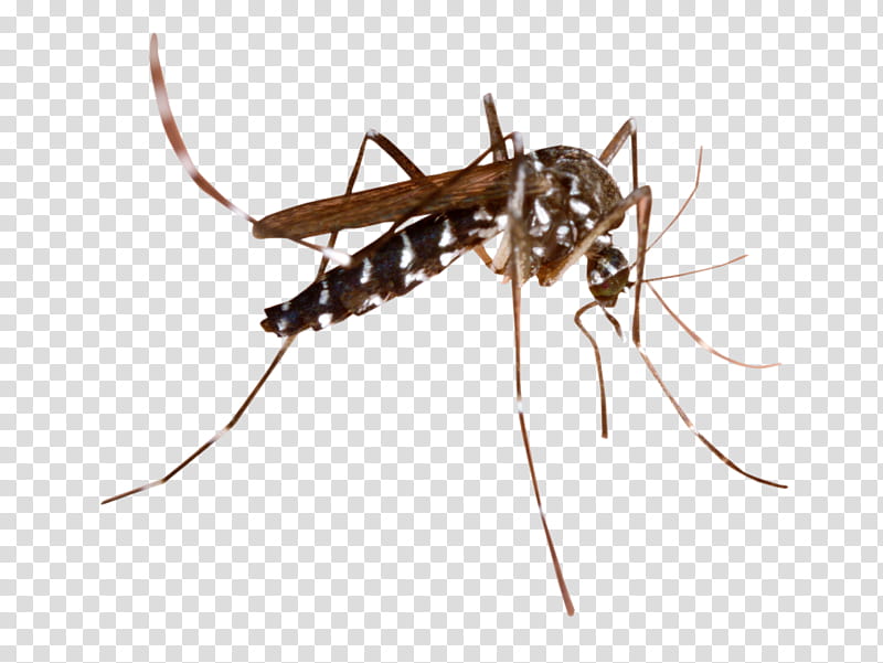Ant, Thermacell Mosquito, Mosquito Control, Marsh Mosquitoes, Off Clip On Mosquito Repellent, Mosquitoborne Disease, Pest Control, Fly transparent background PNG clipart