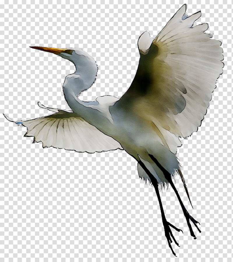 Crane Bird, Great Egret, White Stork, Beak, Gannets, Wader, Feather, Fujian White Crane transparent background PNG clipart