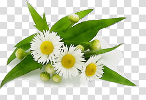 Purple Watercolor Flower, Paint, Wet Ink, Hashtag, Floral Design, Tagged, Video, Cut Flowers transparent background PNG clipart thumbnail