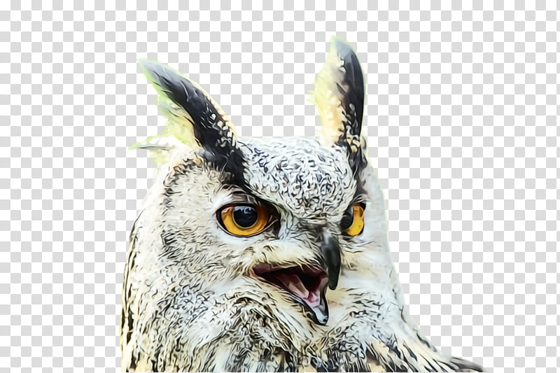 owl bird bird of prey beak eastern screech owl, Watercolor, Paint, Wet Ink, Wildlife, Falconiformes, Great Horned Owl transparent background PNG clipart