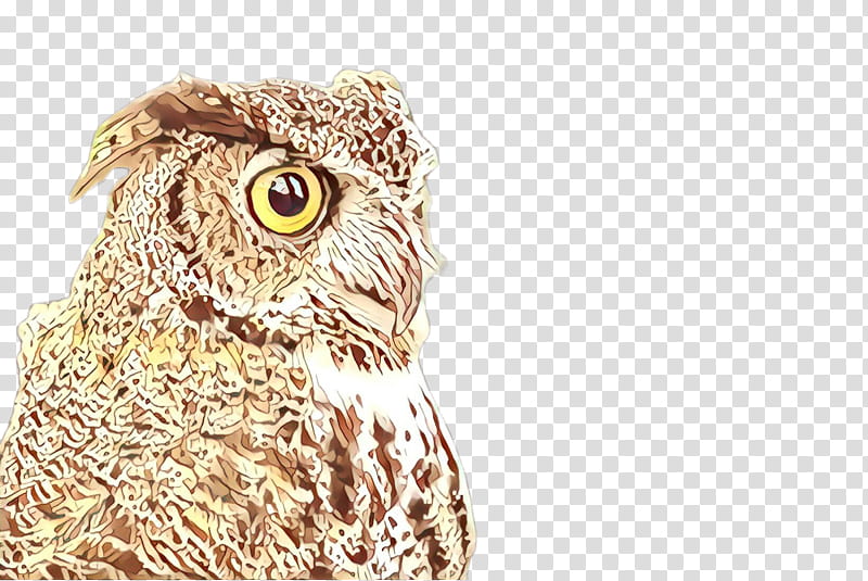 owl bird bird of prey western screech owl eastern screech owl, Cartoon, Beak, Great Horned Owl, Great Grey Owl transparent background PNG clipart