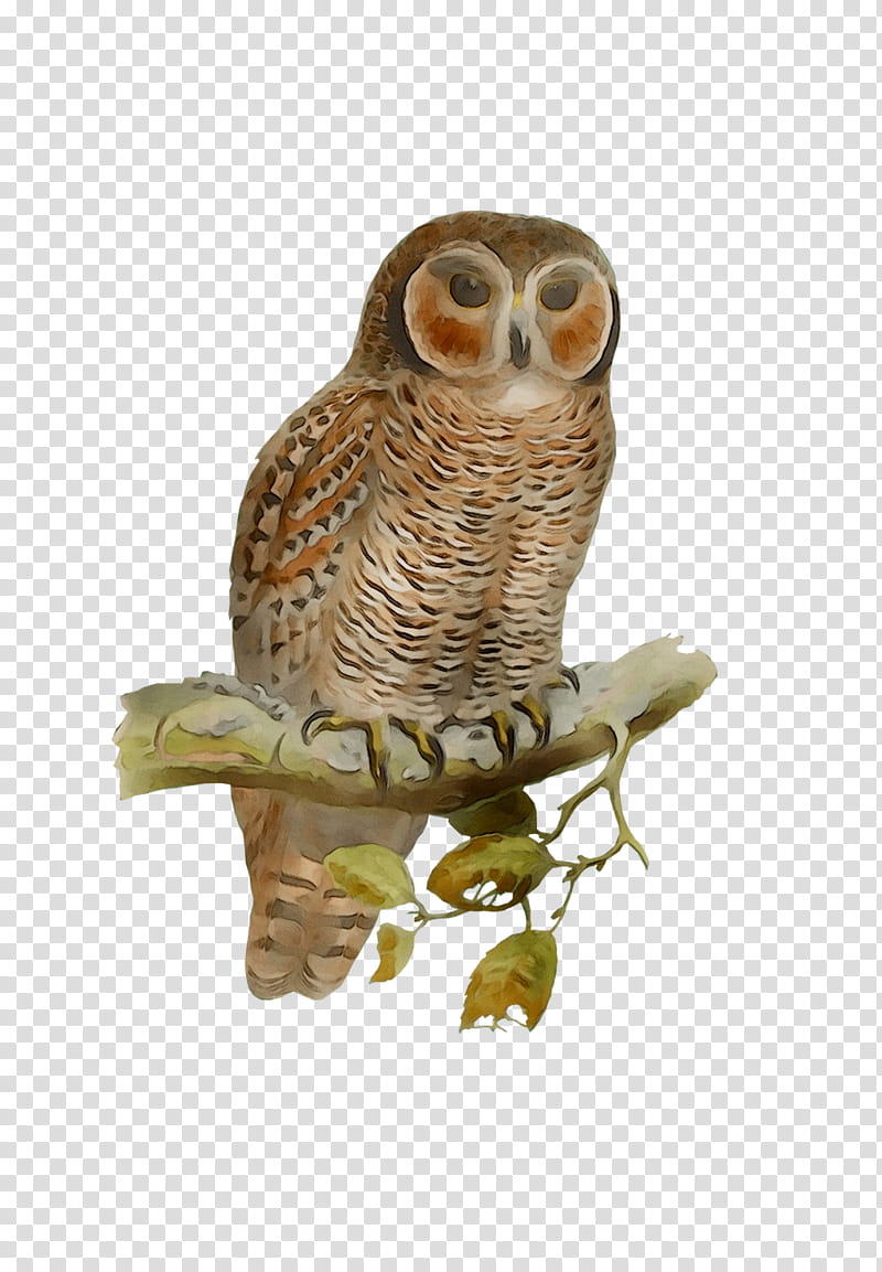 Grey, Owl, Beak, Bird, Bird Of Prey, Great Grey Owl, Barn Owl, Wildlife transparent background PNG clipart