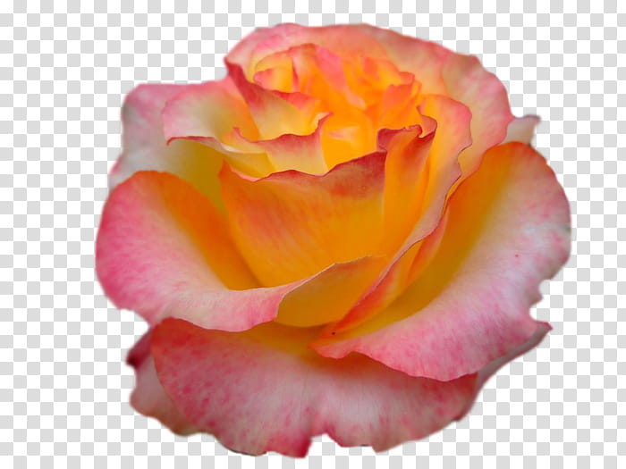 Pink Flower, Garden Roses, Cabbage Rose, Floribunda, China Rose, Petal, Cut Flowers, Creativity transparent background PNG clipart