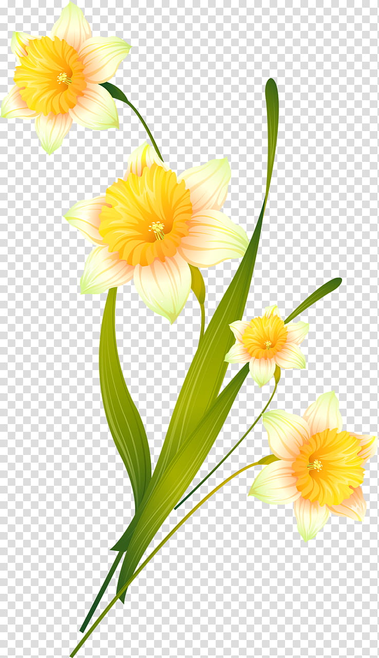 Flowers, Daffodil, Cut Flowers, Catcats, Floral Design, Plants, Petal, Plant Stem transparent background PNG clipart