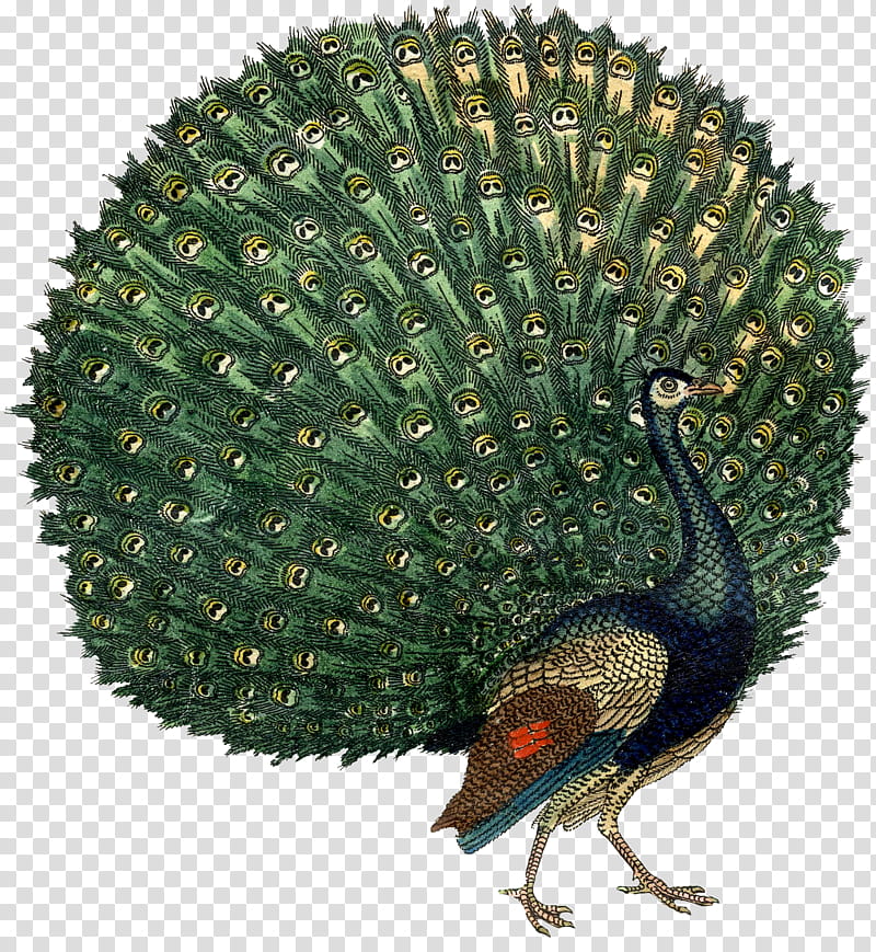 Peacock, blue and green peacock painting transparent background PNG clipart