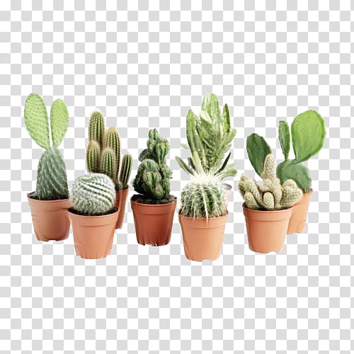 Cactus, Flowerpot, Plant, Houseplant, Succulent Plant, Caryophyllales, Terrestrial Plant, Grass transparent background PNG clipart