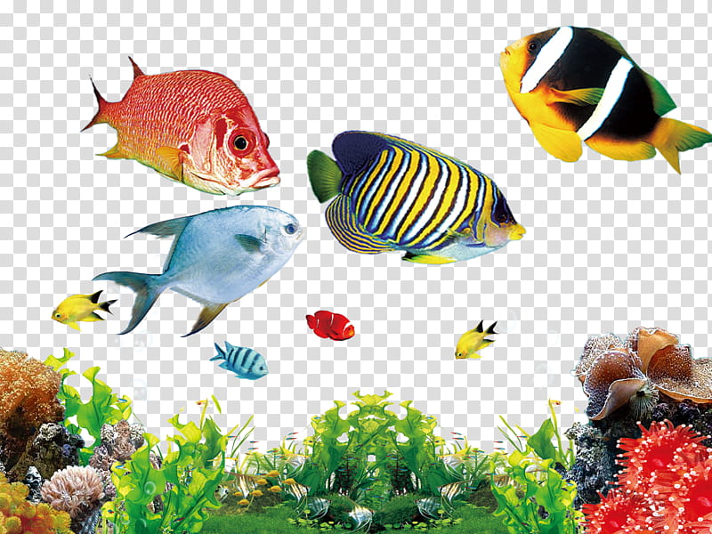 Coral Reef, Aquarium, Fish, Freshwater Aquarium, Siphon, Marine  Angelfishes, Pomacentridae, Liquid transparent background PNG clipart