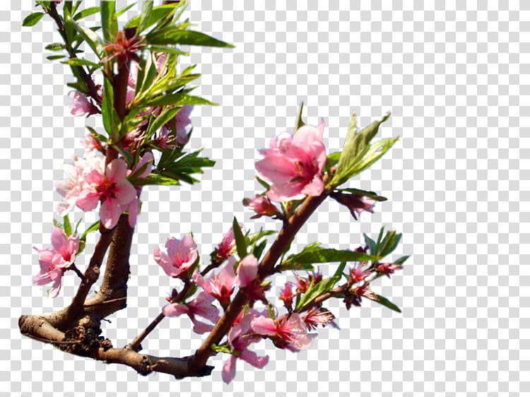 Cherry Blossom Tree, Twig, Stau150 Minvuncnr Ad, Plant Stem, Bud, Cherries, Plants, Spring Framework transparent background PNG clipart