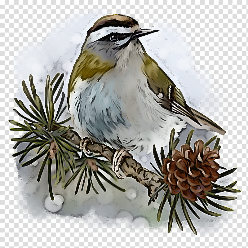 bird beak plant sparrow perching bird, Songbird, House Sparrow, Chipping Sparrow, Cuckoo, Pine transparent background PNG clipart