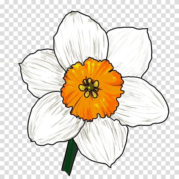 Daffodils ink drawing - Floral - Pin | TeePublic