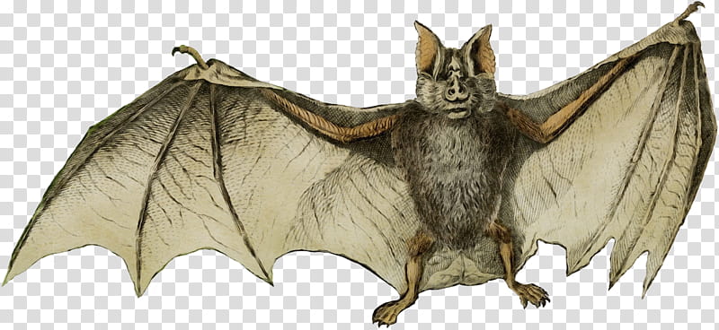 bat vampire bat little brown myotis big brown bat common pipistrelle, Watercolor, Paint, Wet Ink, Mouse Eared Bat transparent background PNG clipart