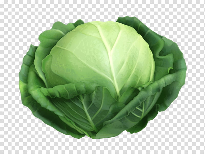Green Leaf, Malfouf Salad, Cabbage, Vegetable, Chinese Cabbage, Savoy Cabbage, Red Cabbage, Collard Greens transparent background PNG clipart