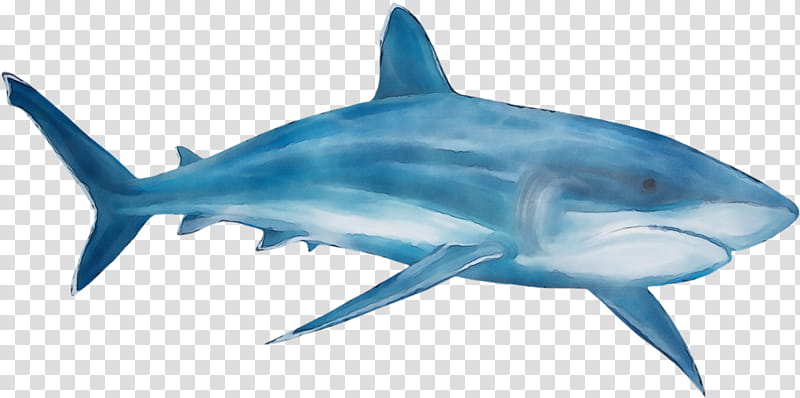 Great White Shark, Watercolor, Paint, Wet Ink, Tiger Shark, Encapsulated PostScript, , Graphic Design transparent background PNG clipart
