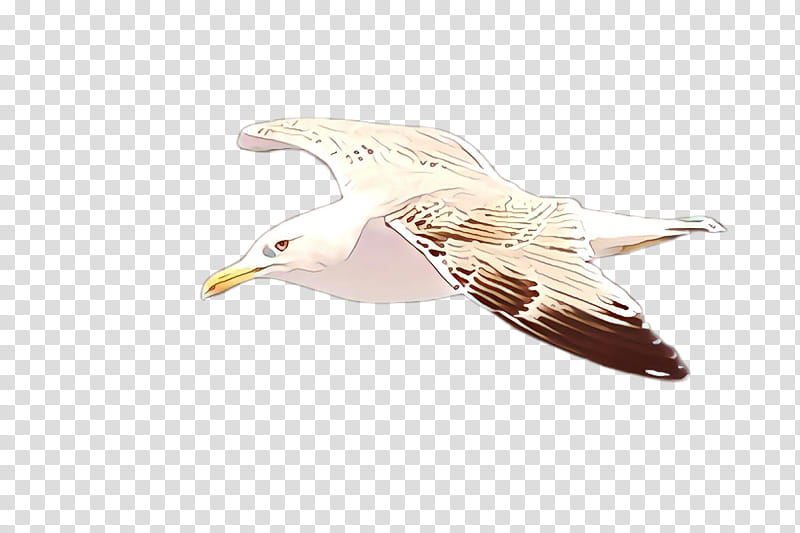 Feather, Bird, Gull, European Herring Gull, Great Blackbacked Gull, Beak, Western Gull, Seabird transparent background PNG clipart