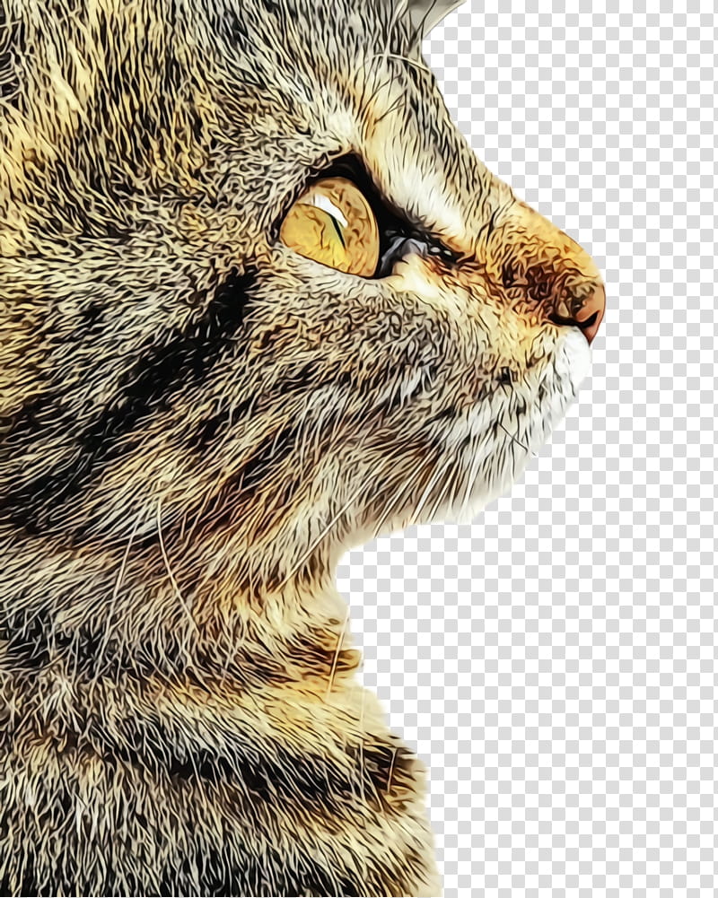 cat small to medium-sized cats whiskers tabby cat european shorthair, Watercolor, Paint, Wet Ink, Small To Mediumsized Cats, Snout, Nose, Closeup transparent background PNG clipart