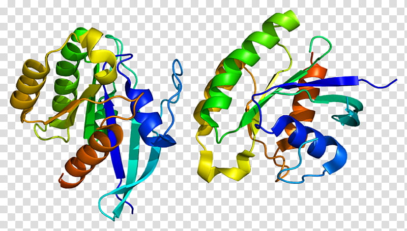 Rala Line, Ras Subfamily, Protein, Gtpase, Gene, Ralb, Mitochondrial Fission, G Protein transparent background PNG clipart