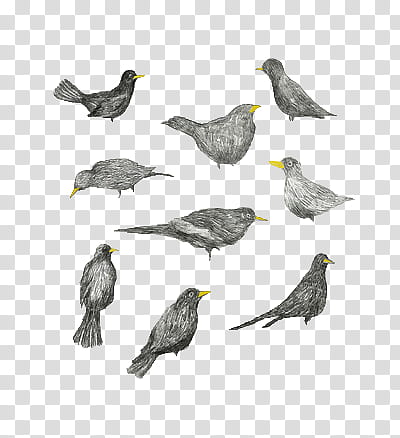 Vintage Birds, gray birds illustration transparent background PNG clipart